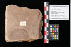 Foto (Objekt + Etikett) von Phragmites oeningensis Braun (NHMW-GEO-2024-0188-0356)